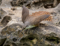 Canyon Wren 06