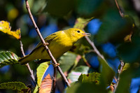 Yellow Warbler 01