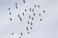 Least_Sandpiper_01