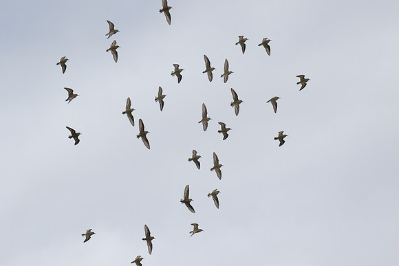 Least_Sandpiper_01