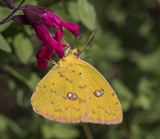 Cloudless Sulphur 03