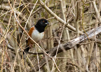 Spotted Towhee 01