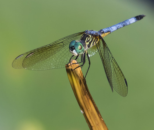 Blue Dasher 01
