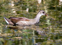 Common Gallinule Juvenile