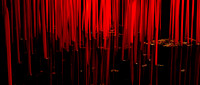 Red Red Reeds