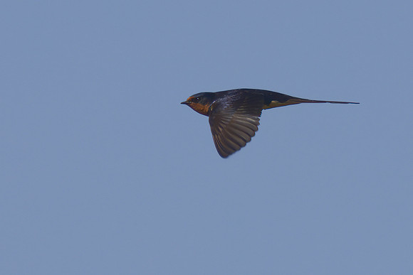Barn_Swallow_01