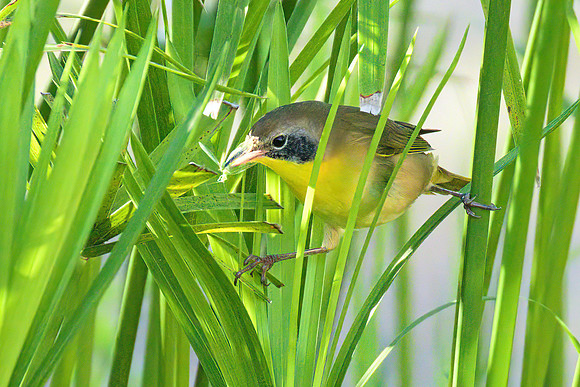 Common_Yellowthroat_01