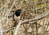 Spotted Towhee 02