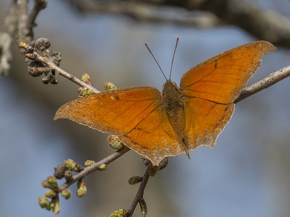 Goatweed Leafwing 01