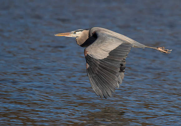Great Blue Heron 01