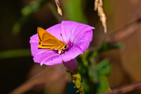 Delaware Skipper 01