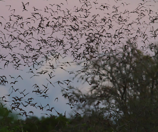 Mexican Freetail Female Bats