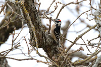 Downy_Woodpecker_01