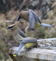 Cedar Waxwing 02