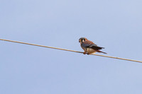 Kestrel_02