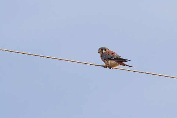 Kestrel_02