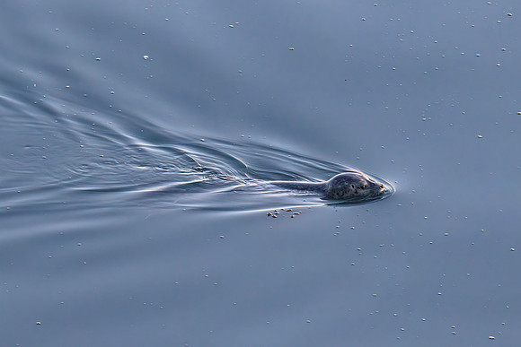 Seal 01