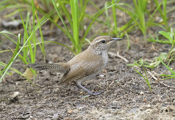 Bewicks Wren 01