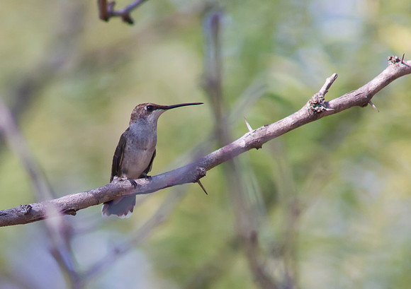 Black Chinned Hummingbird Female 01