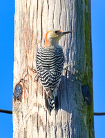 Red Bellied Woodpecker 01