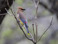Cedar Waxwing 03