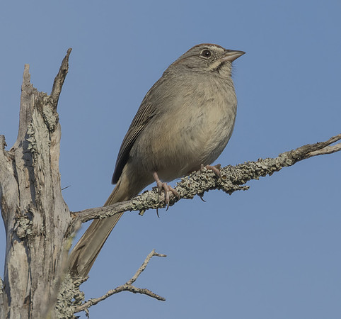 Rufous Crowned Sparrow 01