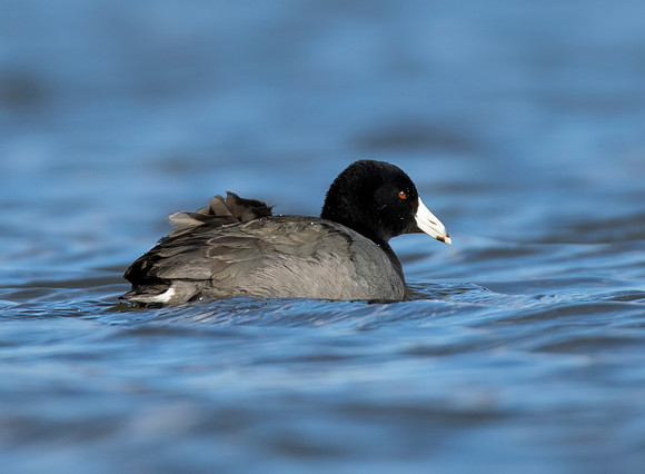 American Coot