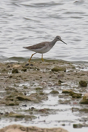 Greater_Yellowlegs_01