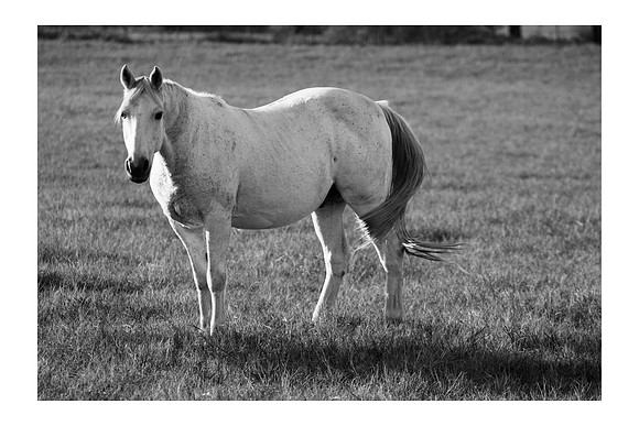 pale_horse to print
