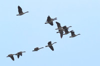Canadian_Goose_01