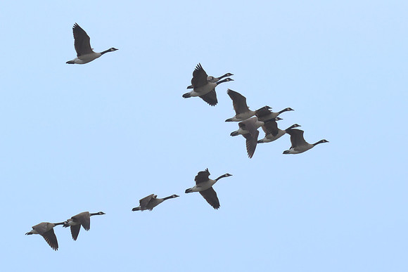 Canadian_Goose_01