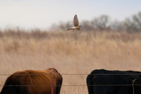 Kestrel_01