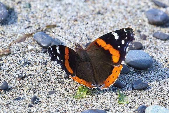 Red Admiral 01
