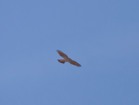 Coopers Hawk 02
