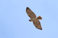 Red_Tailed_Hawk_02
