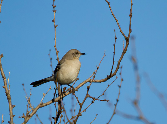 Mocking Bird 04