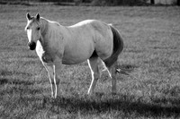 pale_horse