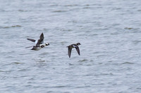 Bufflehead_02