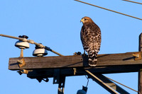 Red Shouldered Hawk 01