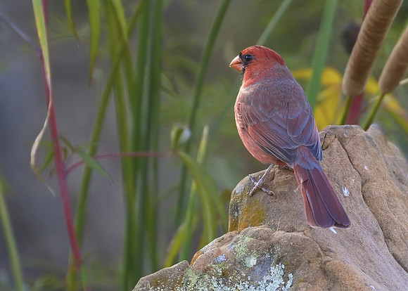 Cardinal 02