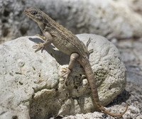 Northern Curlytail Lizard 02