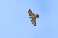 Red_Tailed_Hawk_01