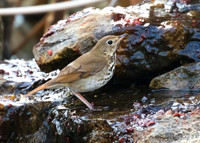 Hermit Thrush 02
