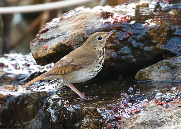 Hermit Thrush 02