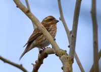 Purple Finch 03