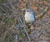 Mocking Bird 01