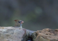 Cardinal