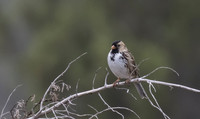 Harris Sparrow 01