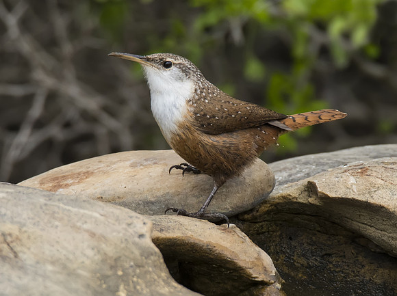 Canyon Wren 04