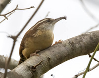 Carolina Wren 01